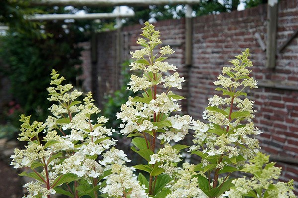 <i>Hydrangea paniculata</i> <b class=small-caps>Confetti</b> ('Vlasveld 02') (PBR)