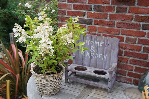 <i>Hydrangea paniculata</i> <b class=small-caps>Confetti</b> ('Vlasveld 02') (PBR)