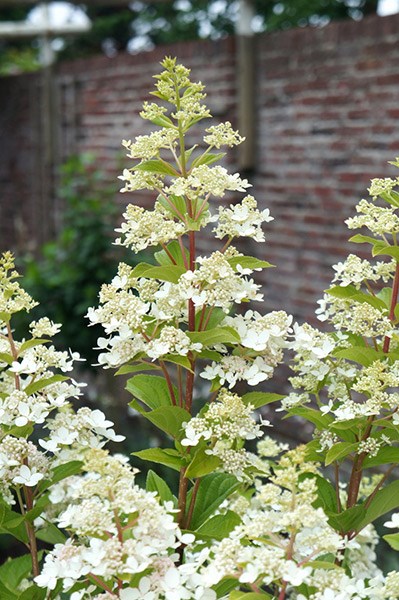 <i>Hydrangea paniculata</i> <b class=small-caps>Confetti</b> ('Vlasveld 02') (PBR)