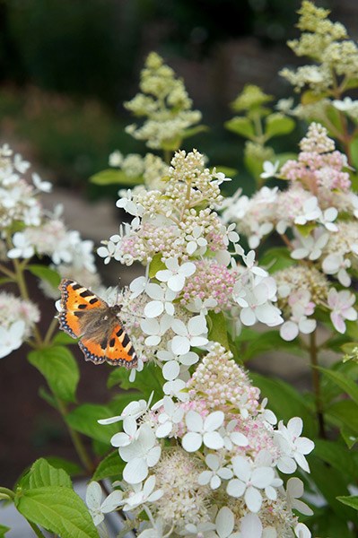 <i>Hydrangea paniculata</i> <b class=small-caps>Confetti</b> ('Vlasveld 02') (PBR)