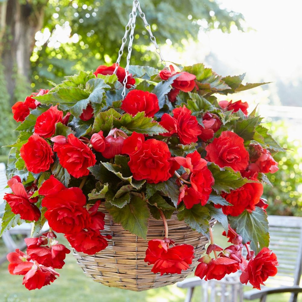 <i>Begonia</i> (Pendula Group) 'Red Giant'