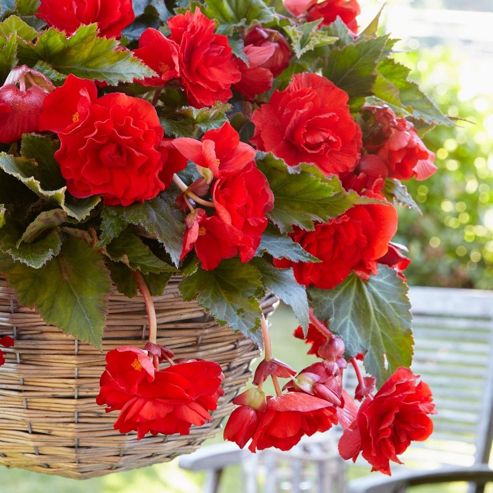 <i>Begonia</i> (Pendula Group) 'Red Giant'