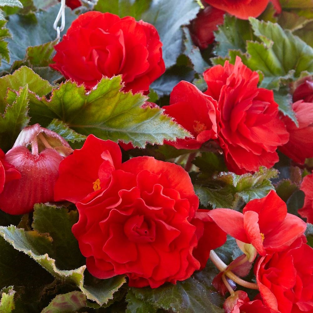 <i>Begonia</i> (Pendula Group) 'Red Giant'