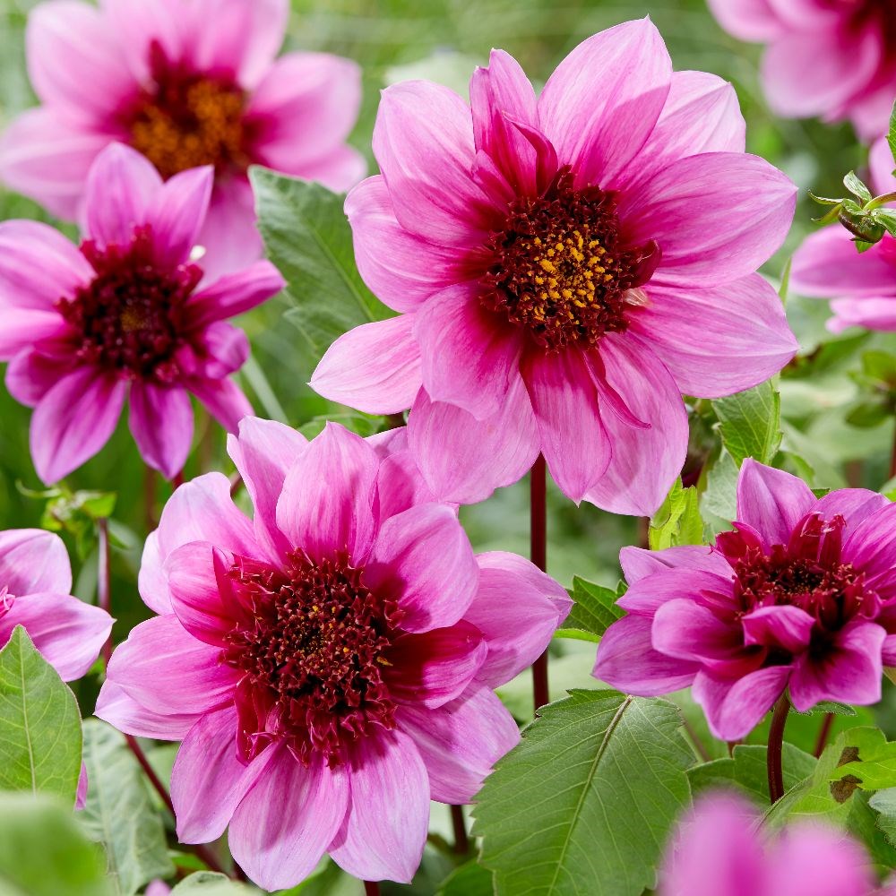 <I>Dahlia</i> 'Bayou' (PBR)