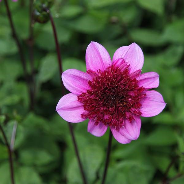 <I>Dahlia</i> 'Bayou' (PBR)