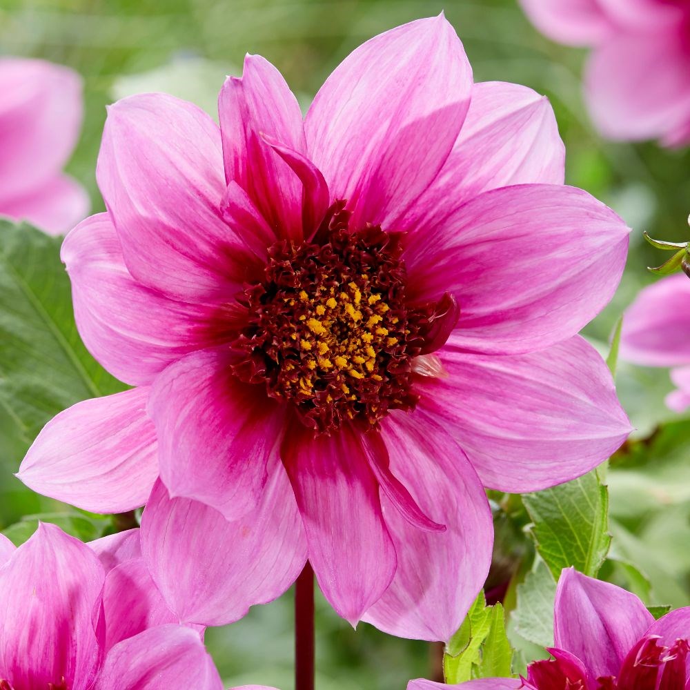 <I>Dahlia</i> 'Bayou' (PBR)