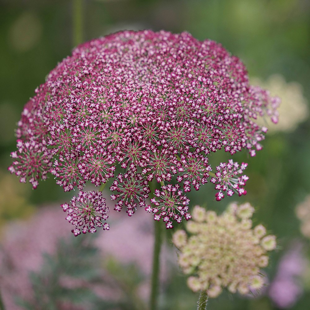 <i>Daucus carota</i> 'Dara'
