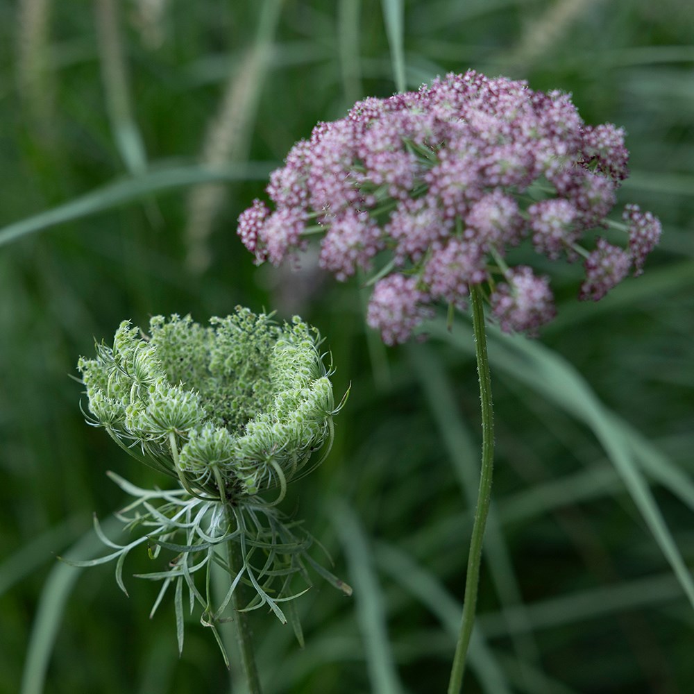 <i>Daucus carota</i> 'Dara'