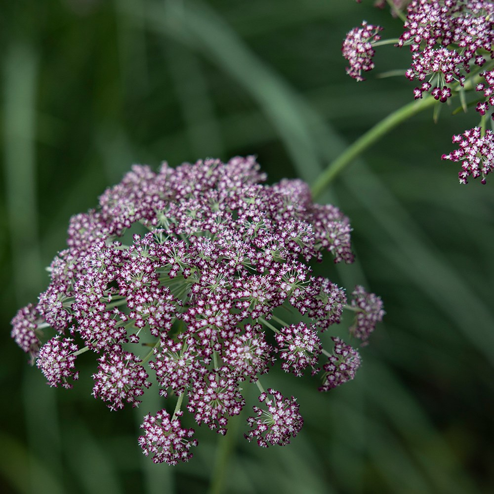 <i>Daucus carota</i> 'Dara'