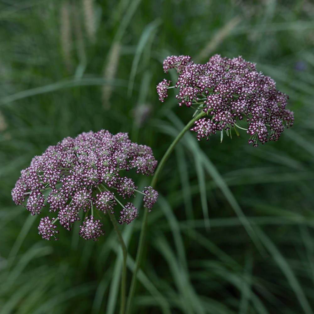 <i>Daucus carota</i> 'Dara'