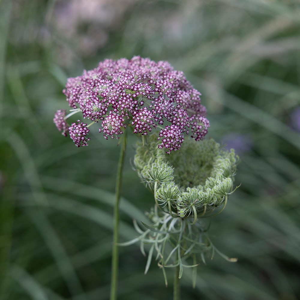 <i>Daucus carota</i> 'Dara'