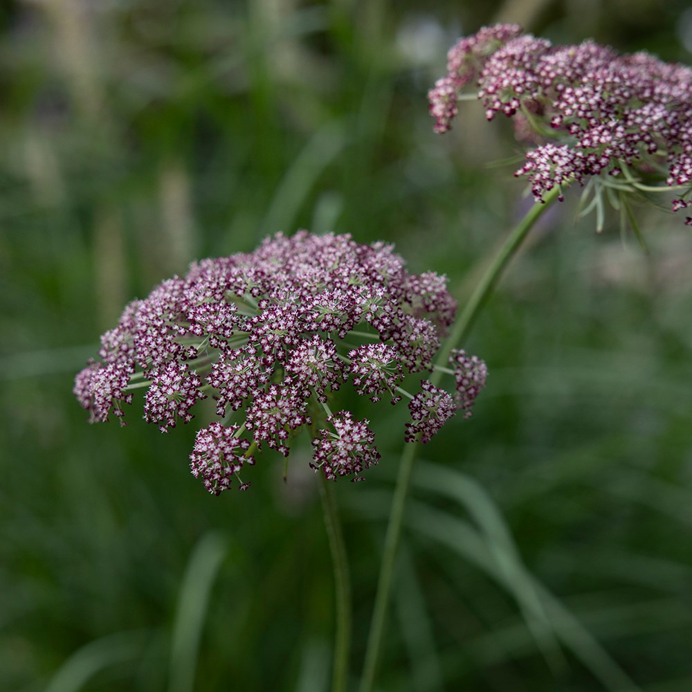 <i>Daucus carota</i> 'Dara'