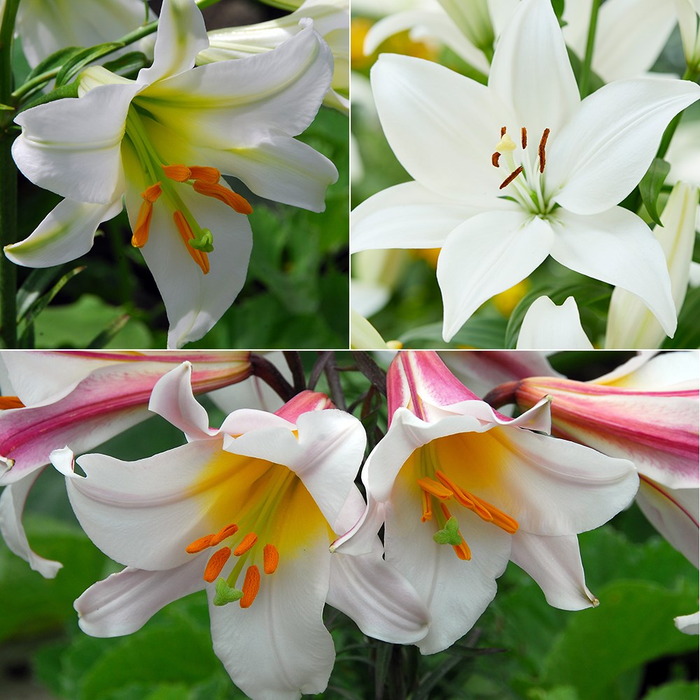 best white lily collection
