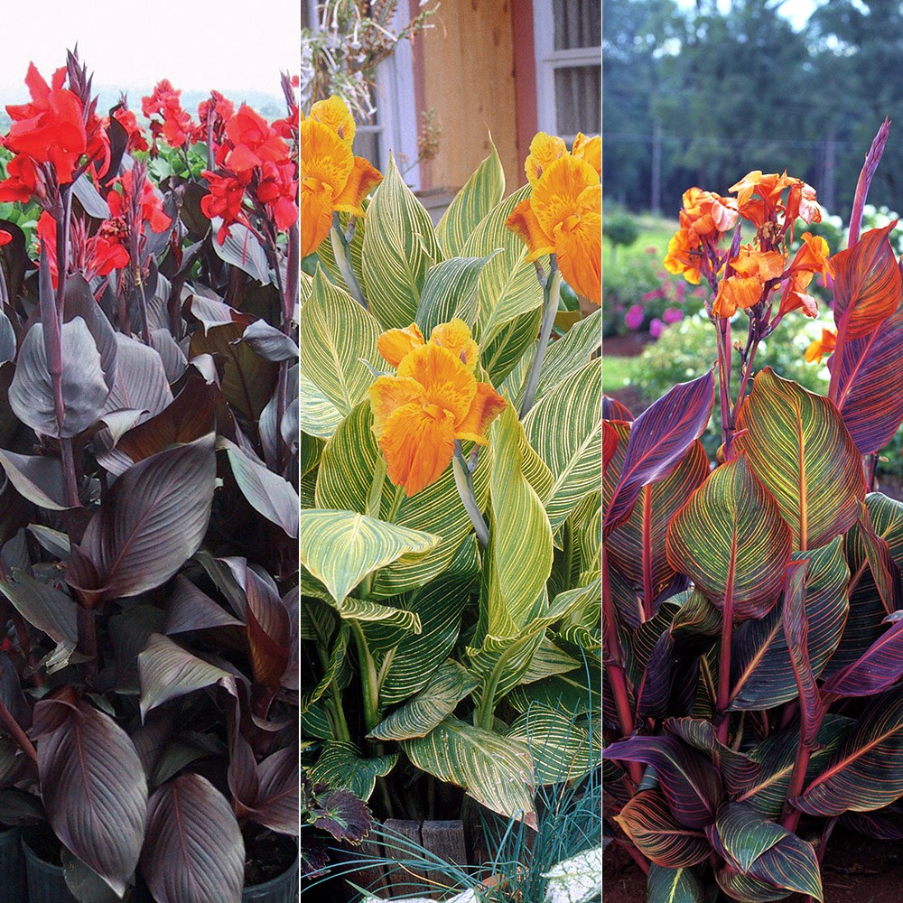 Tropicanna canna collection