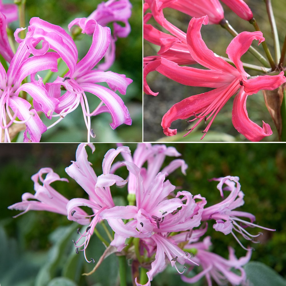 Nerine collection