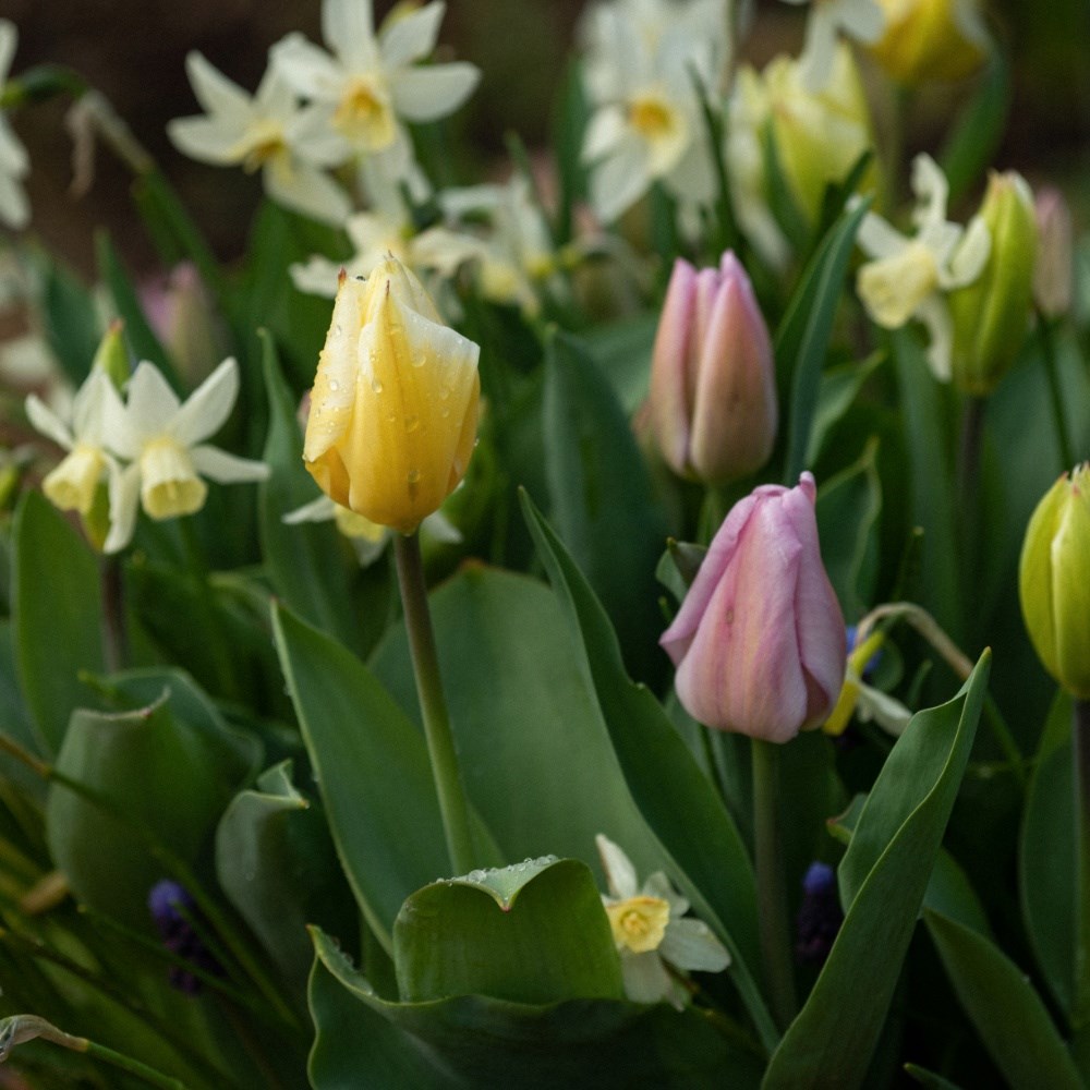Bulb lasagne collection for pots - spring favourites