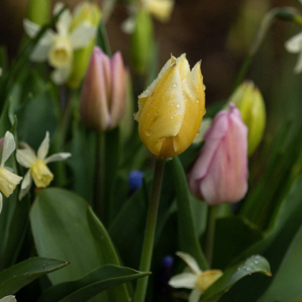 Bulb lasagne collection for pots - spring favourites