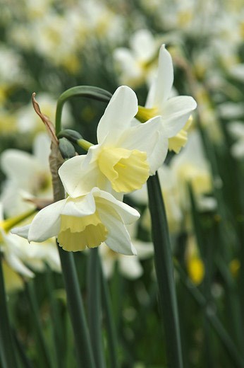<i>Narcissus</i> 'Sailboat'