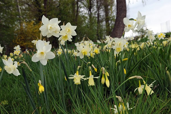 <i>Narcissus</i> 'Sailboat'