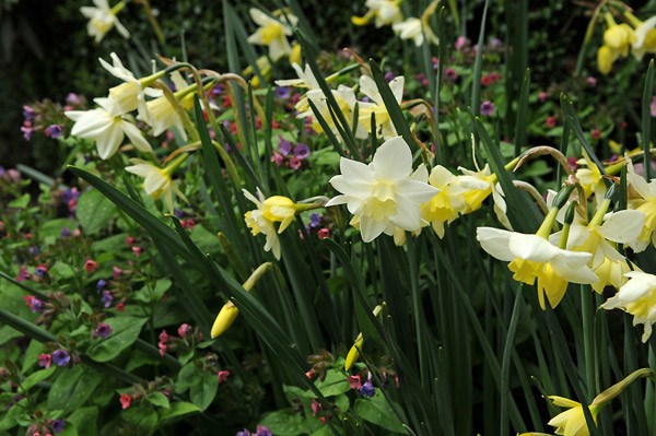 <i>Narcissus</i> 'Sailboat'