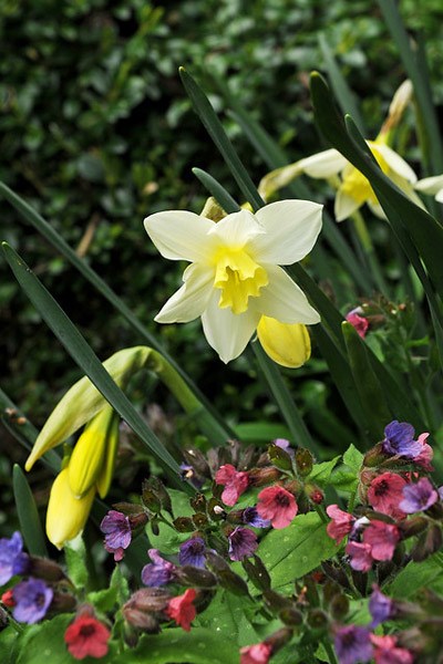 <i>Narcissus</i> 'Sailboat'