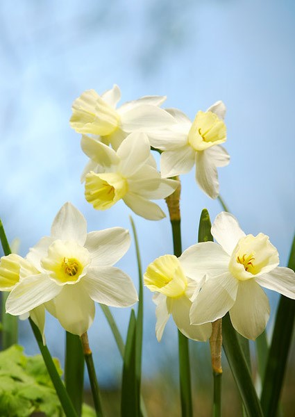 <i>Narcissus</i> 'Sailboat'
