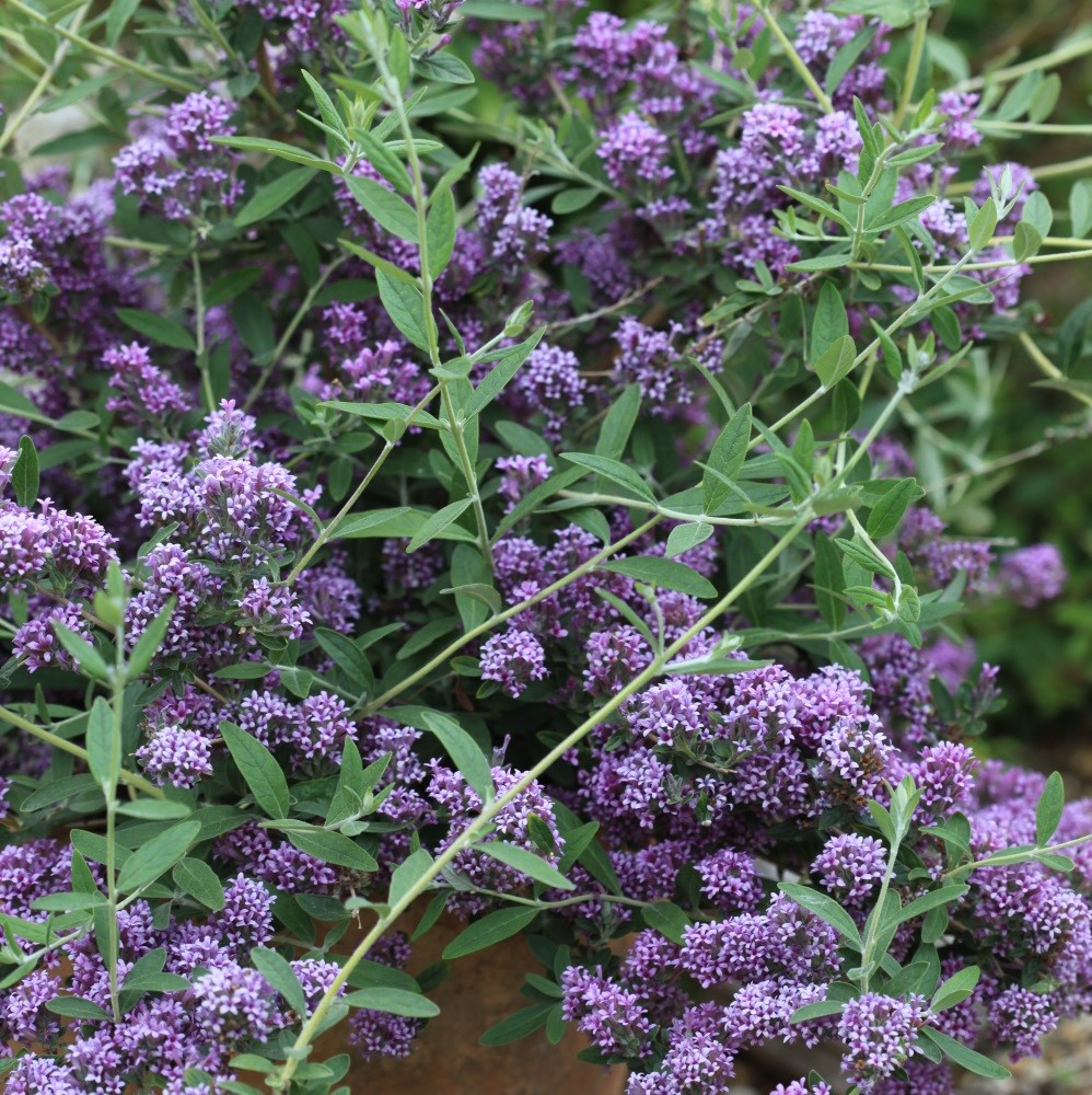 <i>Buddleja</i> × <i>pikei </i> <b class=small-caps>Unique</b> ('Pmoore12') (PBR)