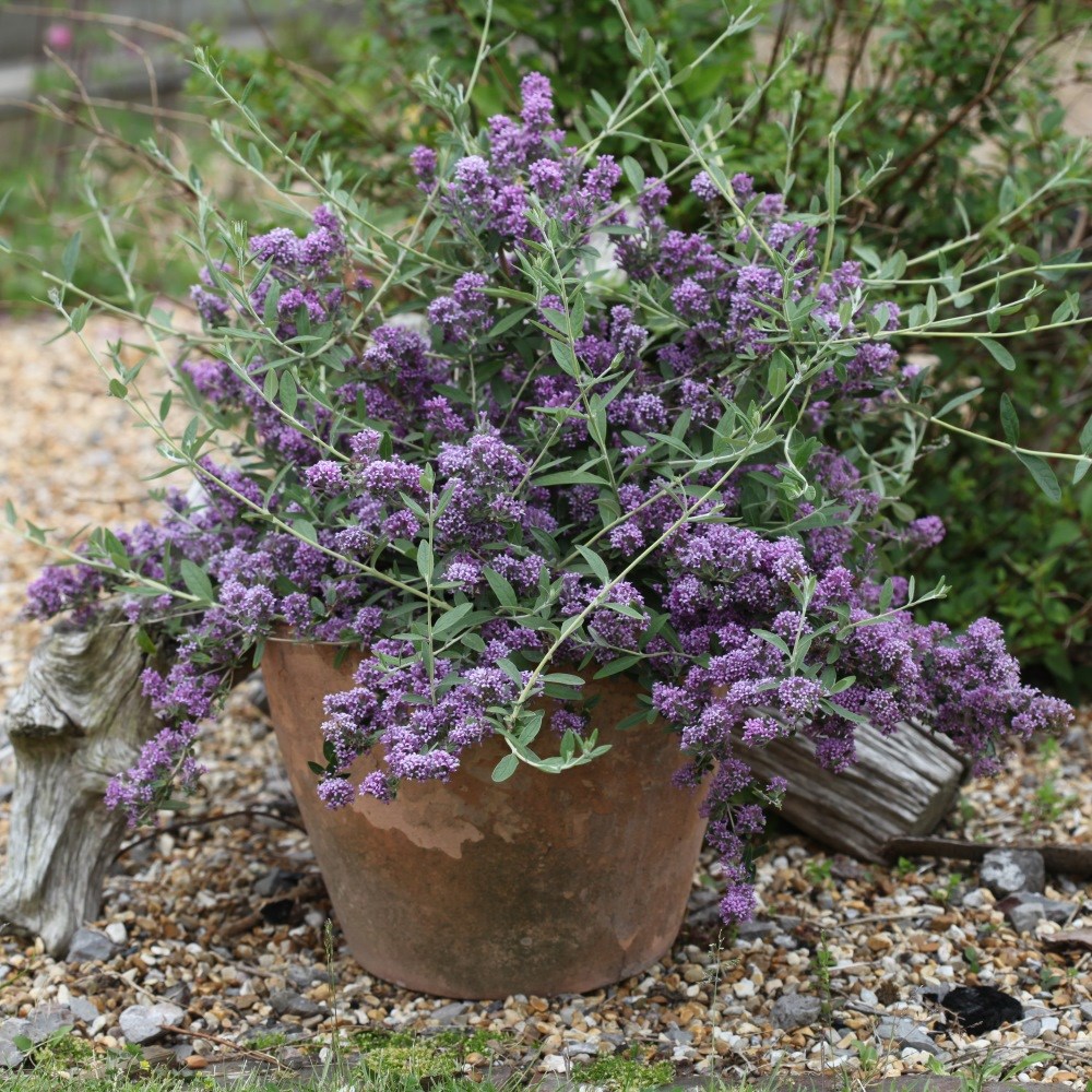 <i>Buddleja</i> × <i>pikei </i> <b class=small-caps>Unique</b> ('Pmoore12') (PBR)