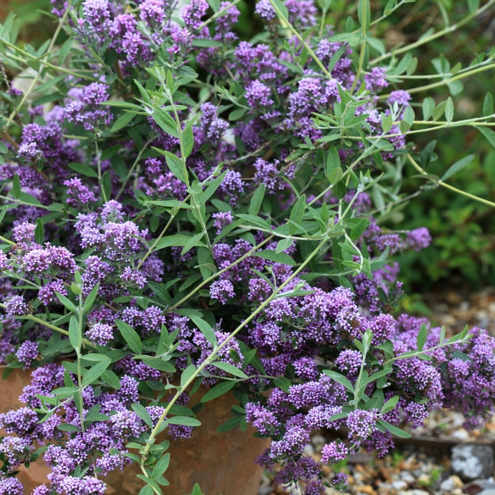 <i>Buddleja</i> × <i>pikei </i> <b class=small-caps>Unique</b> ('Pmoore12') (PBR)
