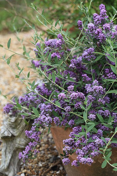 <i>Buddleja</i> × <i>pikei </i> <b class=small-caps>Unique</b> ('Pmoore12') (PBR)