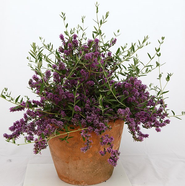 <i>Buddleja</i> × <i>pikei </i> <b class=small-caps>Unique</b> ('Pmoore12') (PBR)