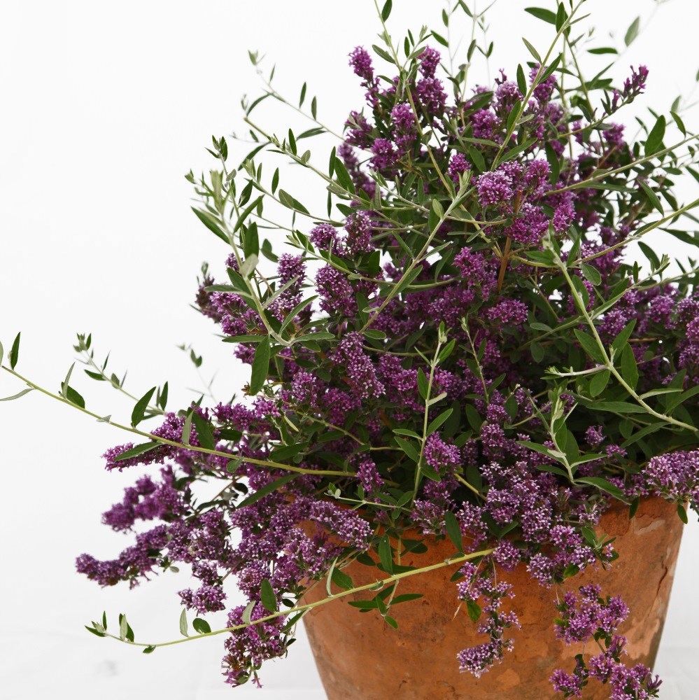 <i>Buddleja</i> × <i>pikei </i> <b class=small-caps>Unique</b> ('Pmoore12') (PBR)