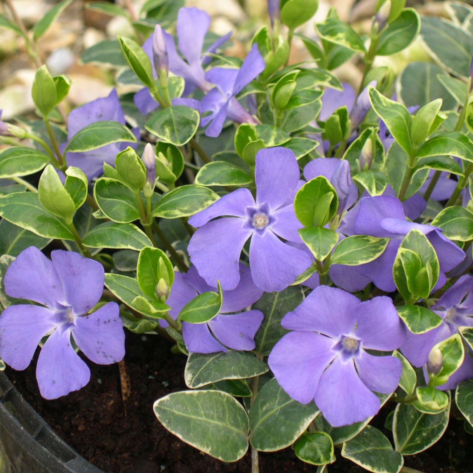<i>Vinca minor</i> 'Ralph Shugert'