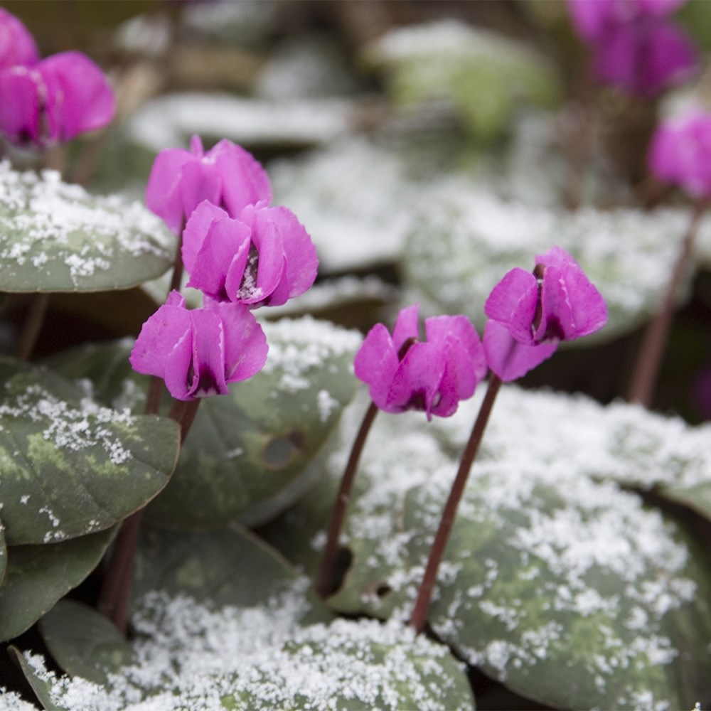 Award-winning hardy cyclamen collection
