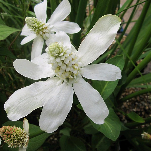 <i>Anemopsis californica</i> 