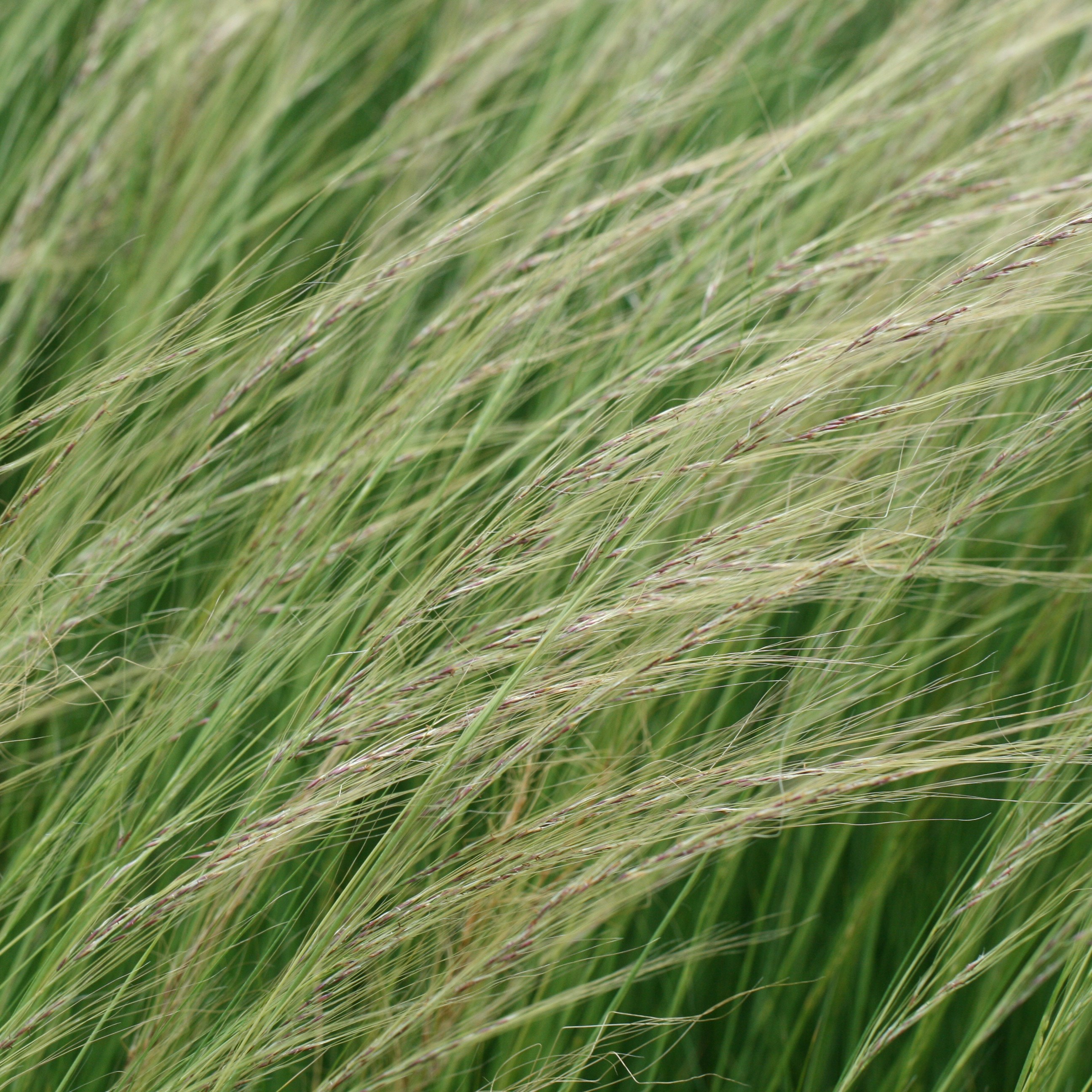 <i>Stipa lessingiana</i> 