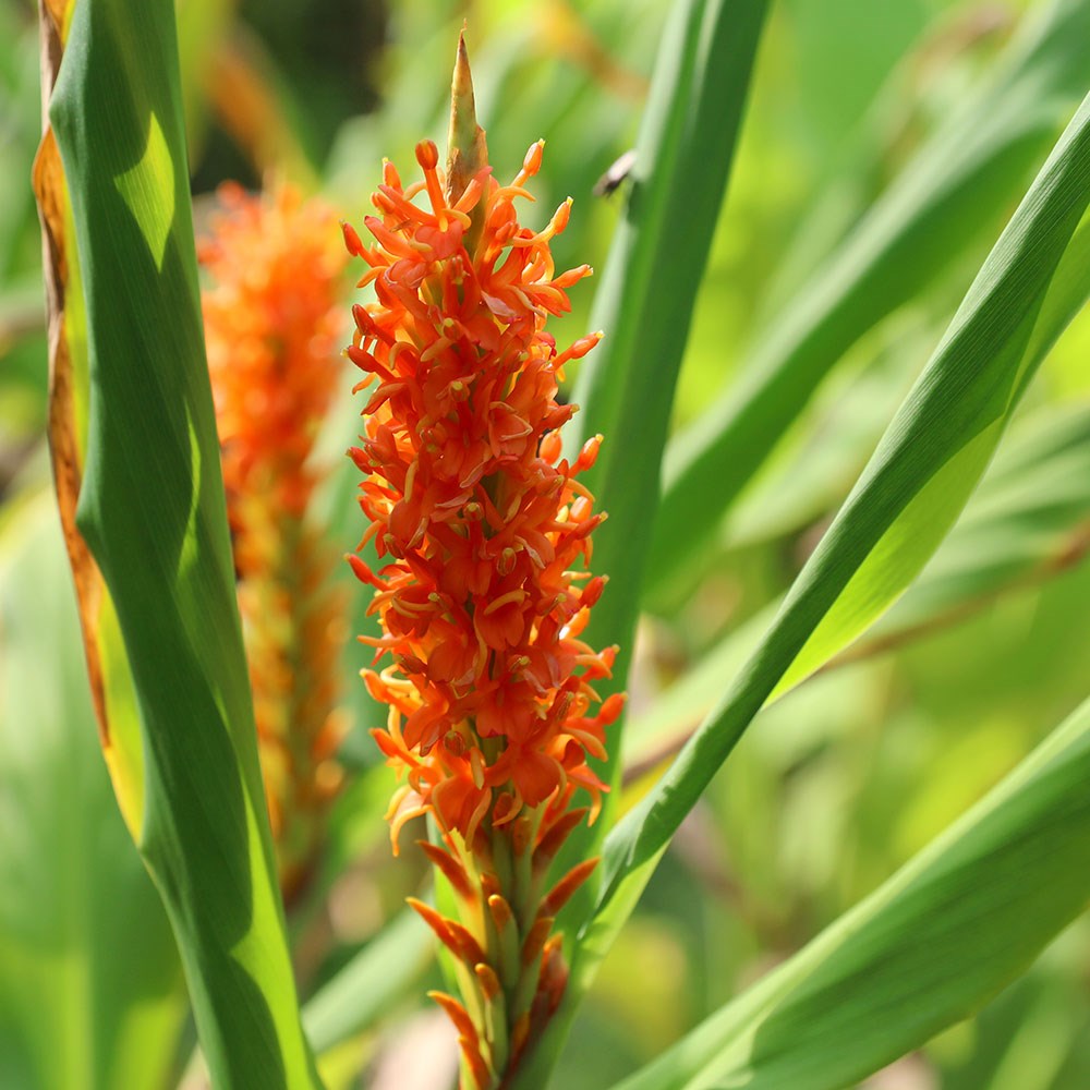 <i>Hedychium densiflorum</i> 