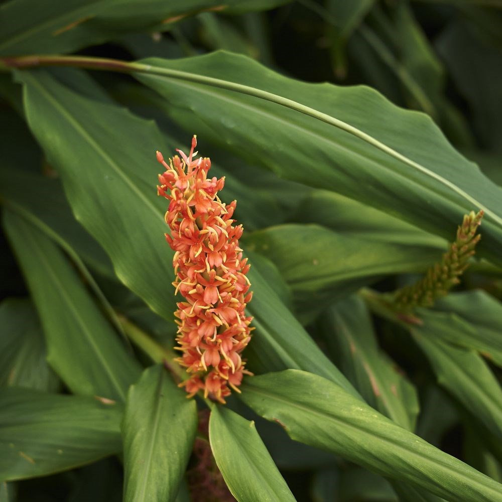 <i>Hedychium densiflorum</i> 