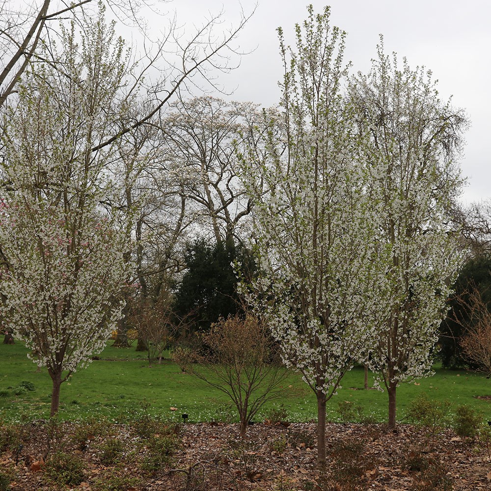 <i>Prunus</i> 'Snow Goose'