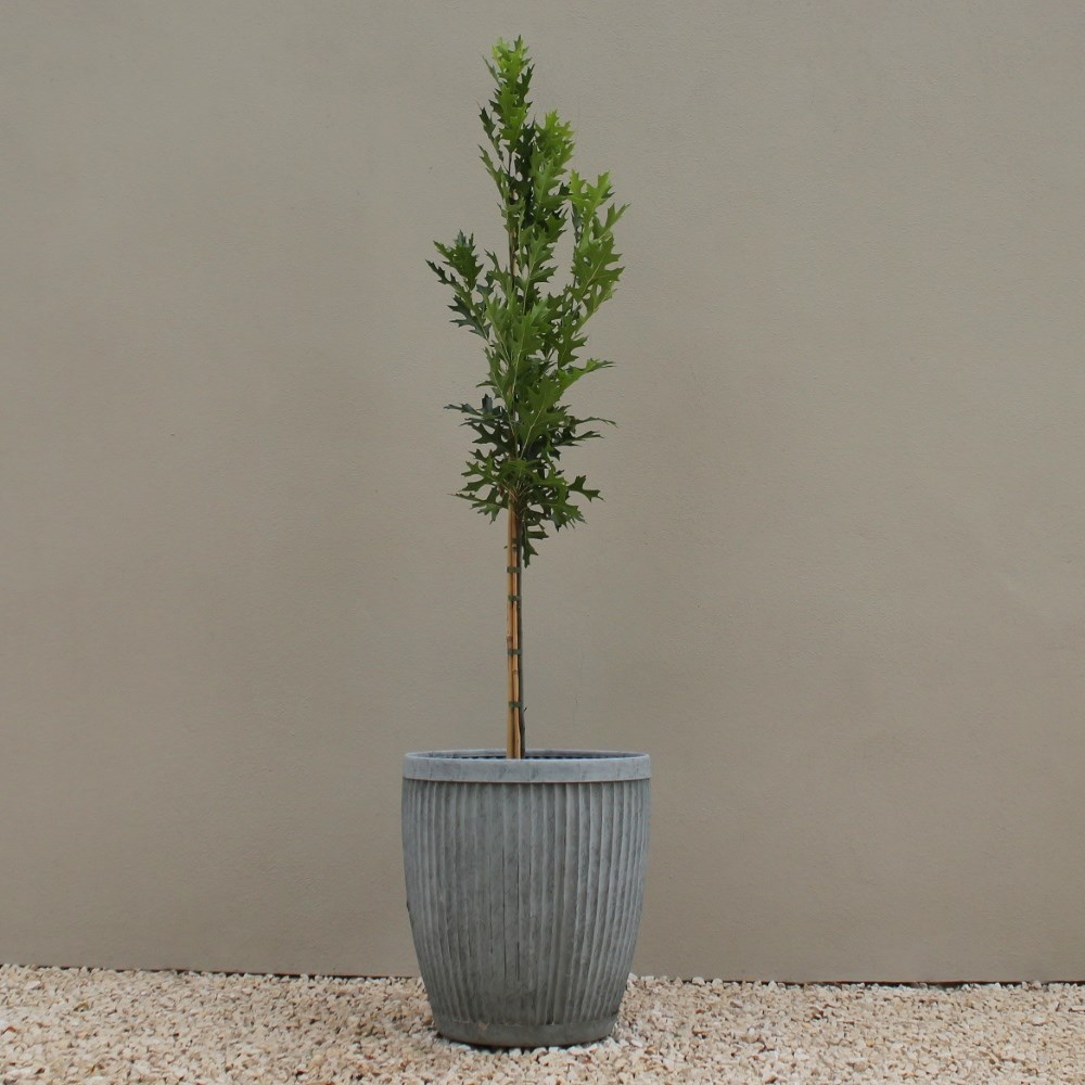 <i>Quercus palustris</i> <b class=small-caps>Green Pillar</b> ('Pringreen')
