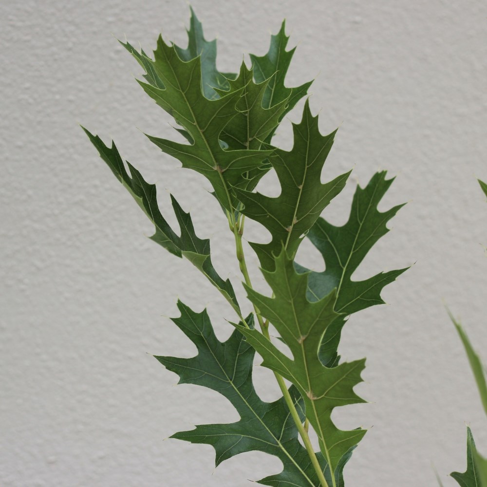 <i>Quercus palustris</i> <b class=small-caps>Green Pillar</b> ('Pringreen')
