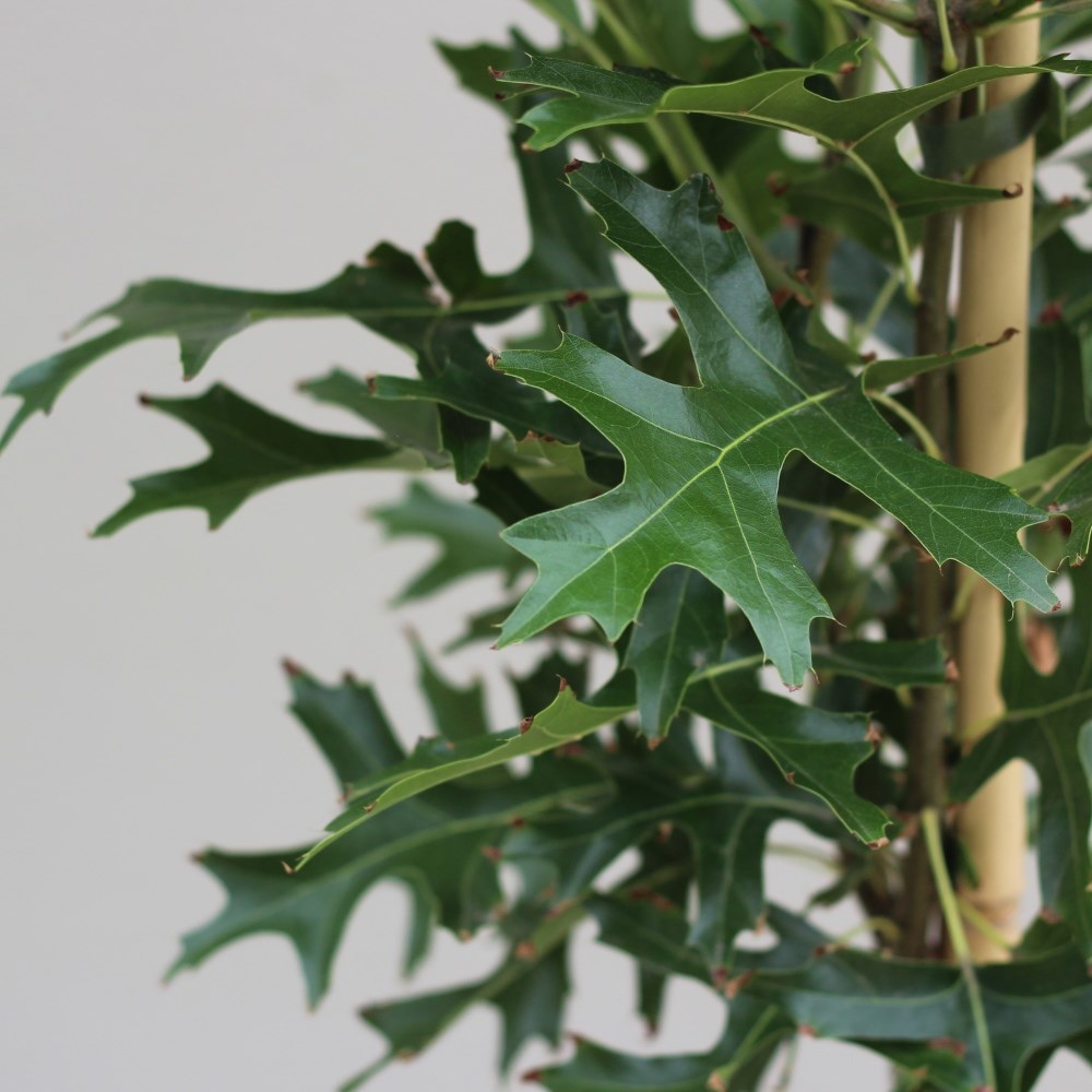 <i>Quercus palustris</i> <b class=small-caps>Green Pillar</b> ('Pringreen')
