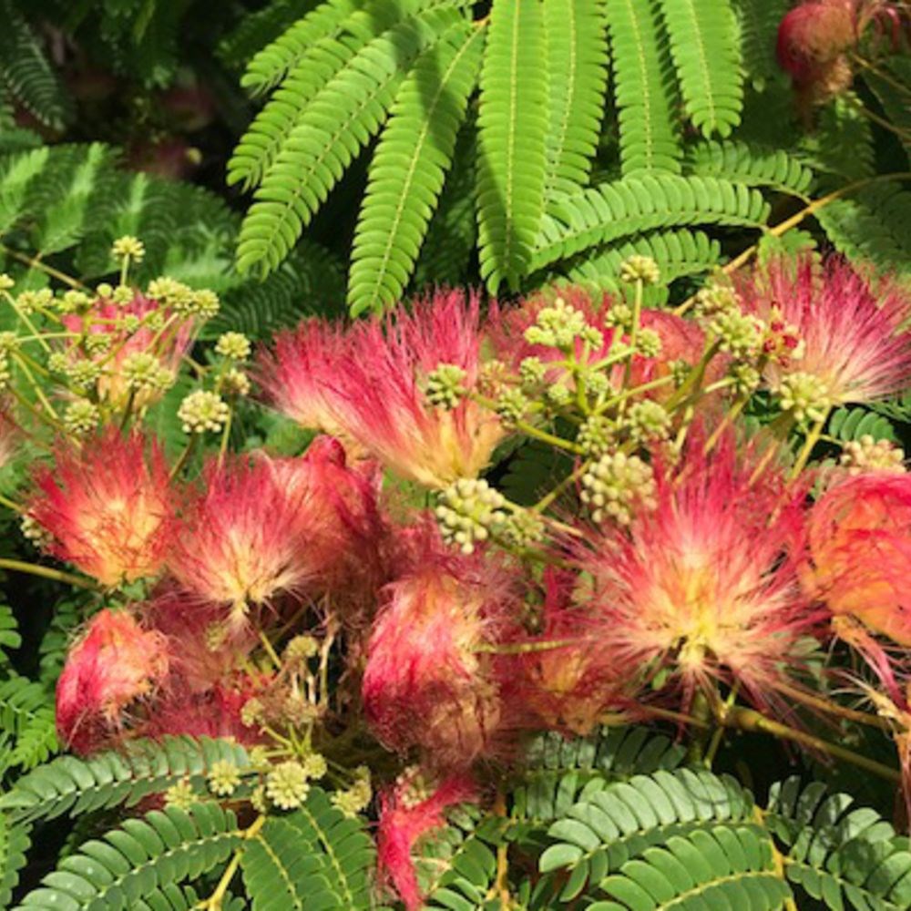 <I>Albizia julibrissin</i> <b class=small-caps>Ombrella</b> ('Boubri') (PBR)