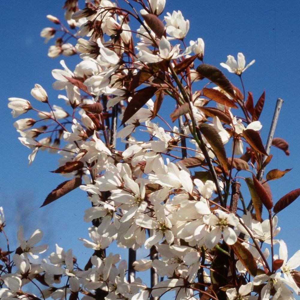 <i>Amelanchier laevis</i> 'Snowflakes'