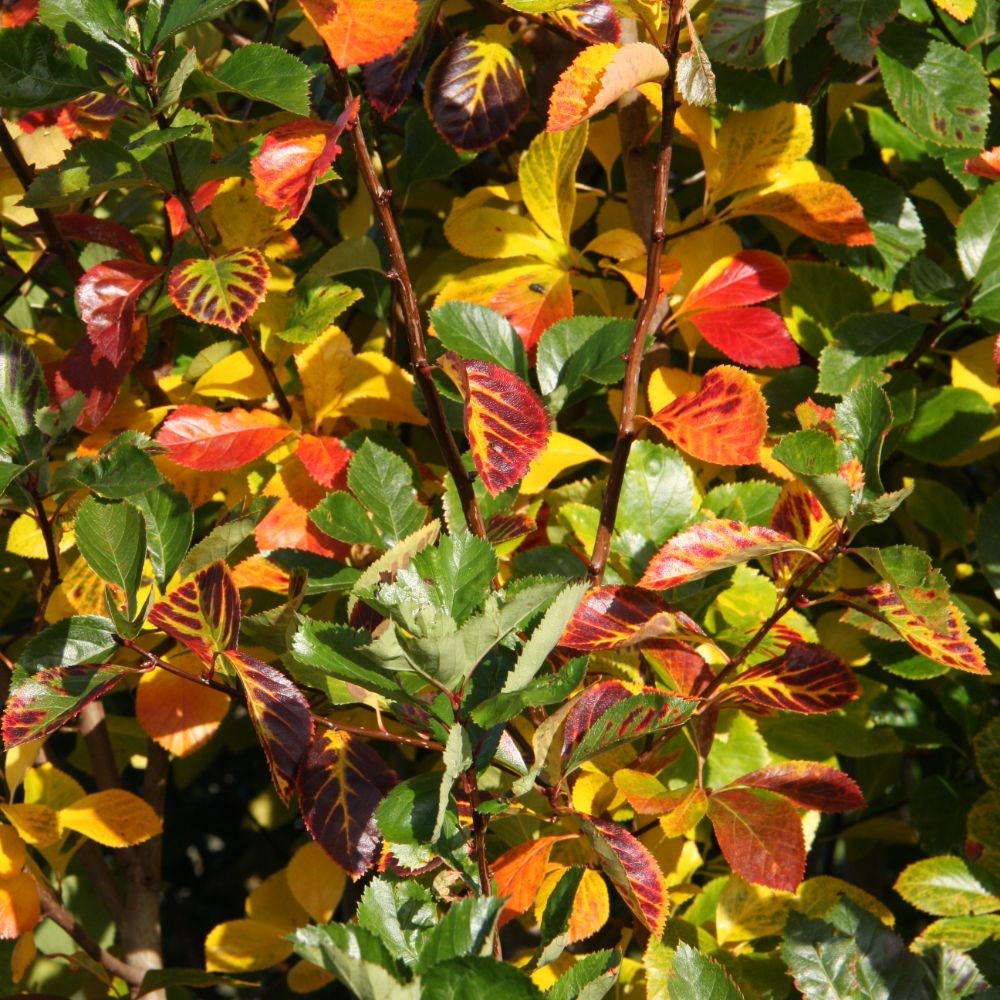 <i>Crataegus persimilis</i> 'Prunifolia Splendens'
