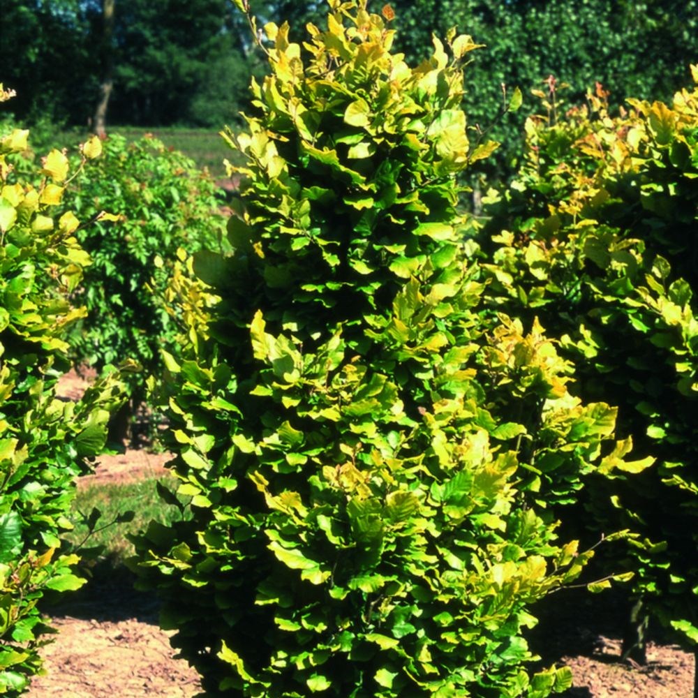 <i>Fagus sylvatica</i> 'Dawyck Gold'