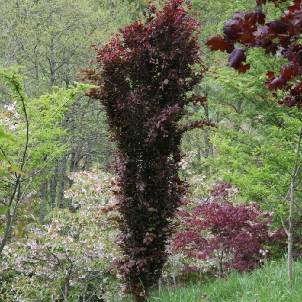 <i>Fagus sylvatica</i> 'Dawyck Purple'