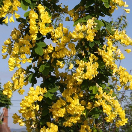 Laburnum anagyroides Yellow Rocket