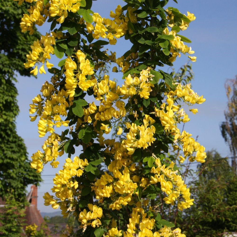 <i>Laburnum anagyroides</i> 'Yellow Rocket'