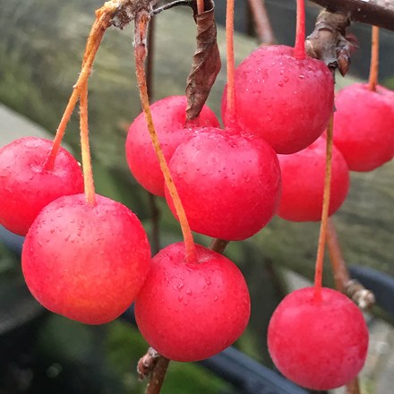 Malus Sun Rival